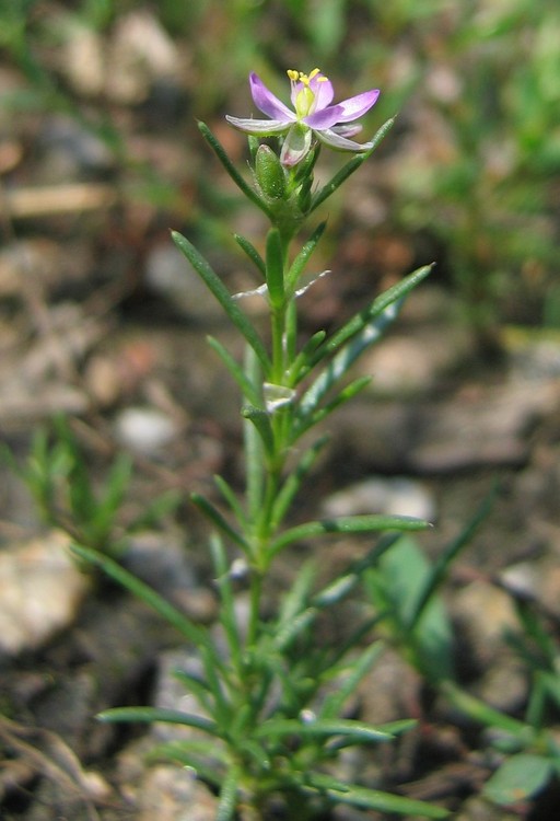 Spergularia rubra